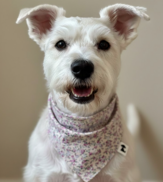 Bandana Mora