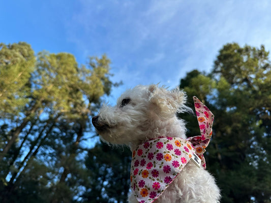 Bandana Magnolia