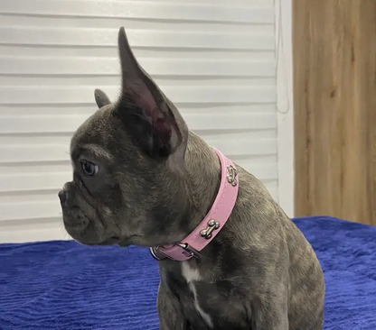 Collar de mascota de cuero