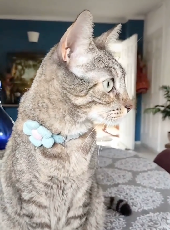 Collar para mascota con flor y campana