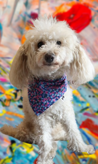 Bandana Martina