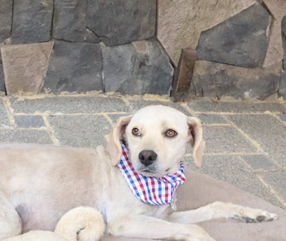 Bandana Leo